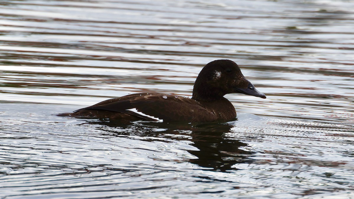 turpan kanadský - ML645672155