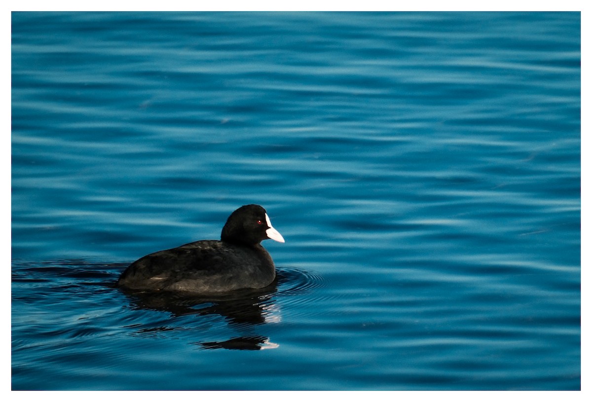 Eurasian Coot - ML645672161
