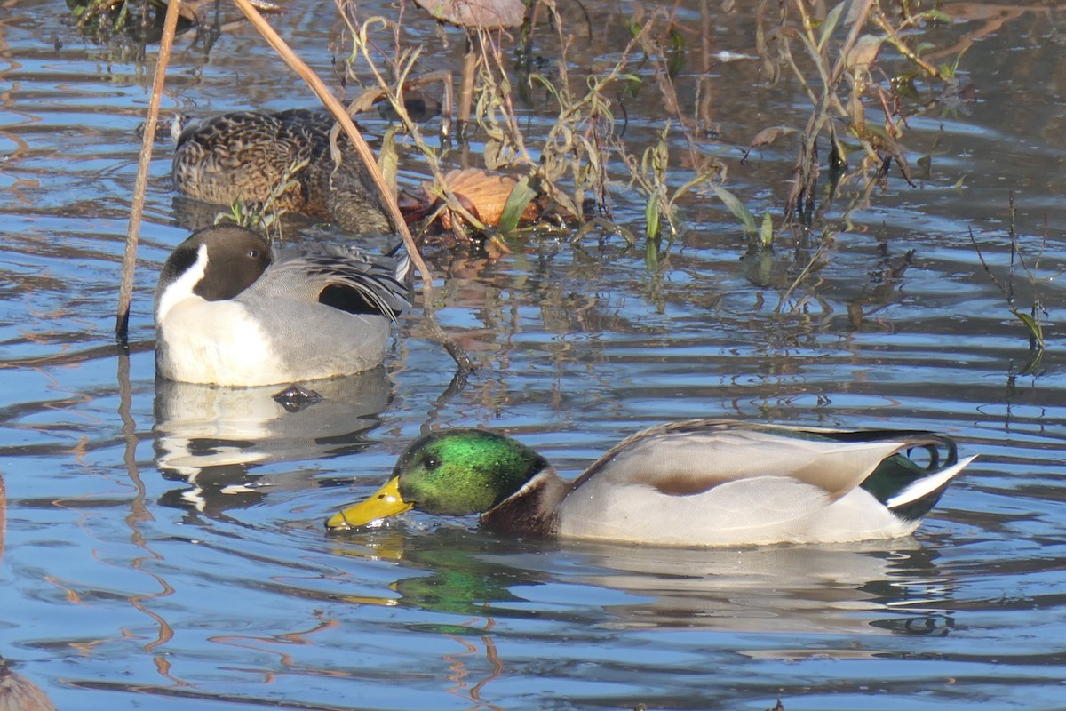 Northern Pintail - ML645672166