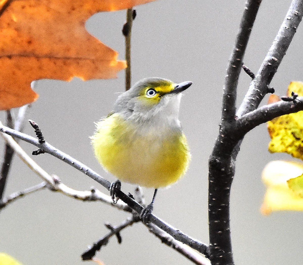White-eyed Vireo - ML645672170