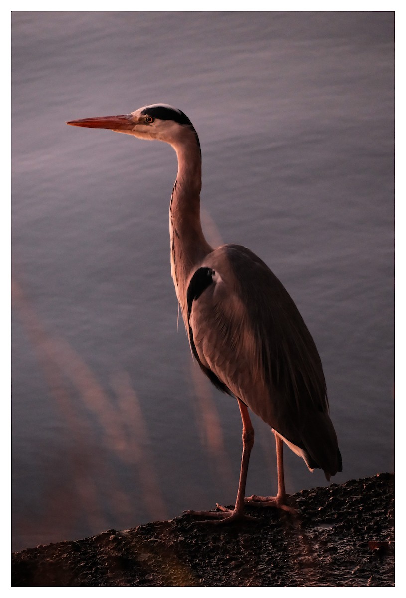 Gray Heron - ML645672171