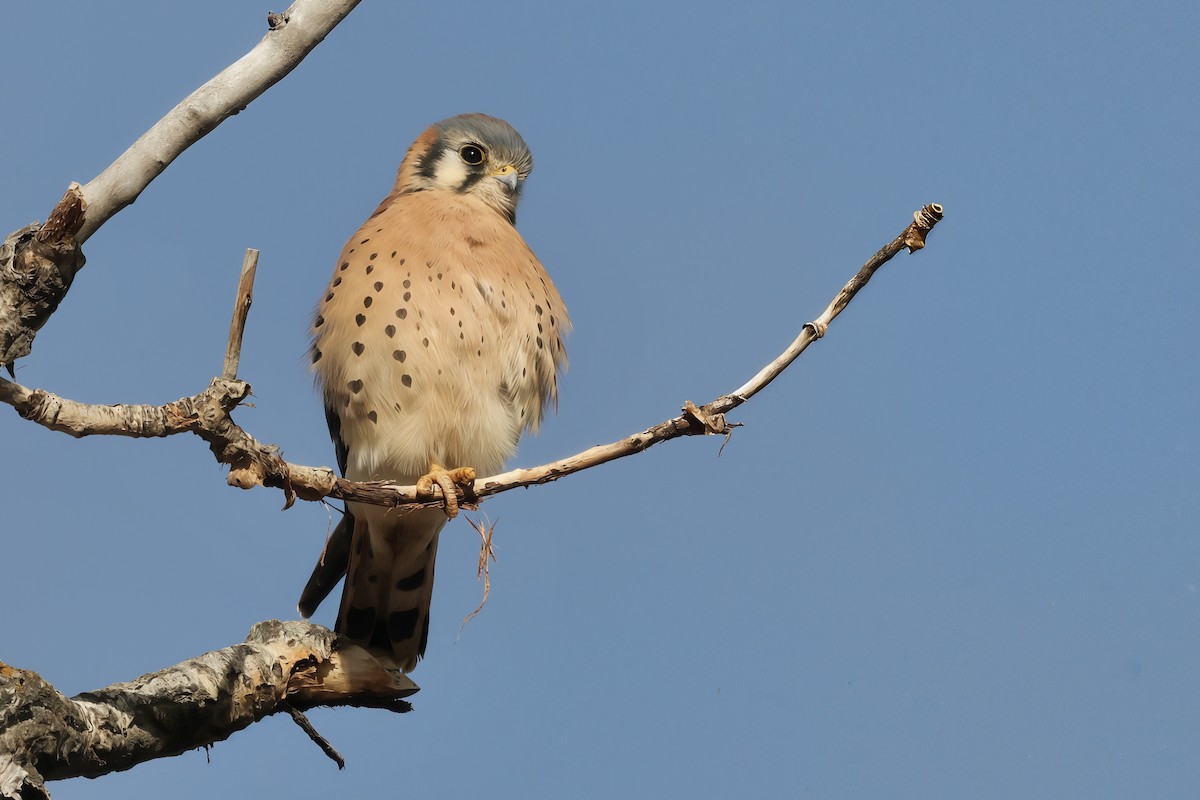 poštolka pestrá - ML645672175