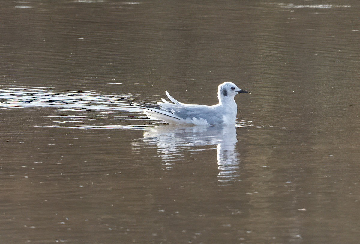 Bonaparte's Gull - ML645672176