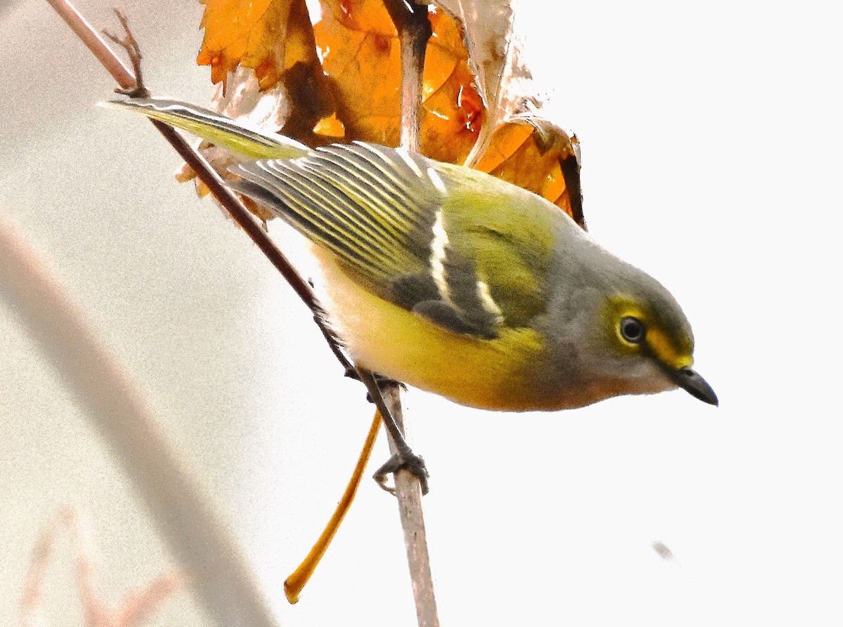 White-eyed Vireo - ML645672183