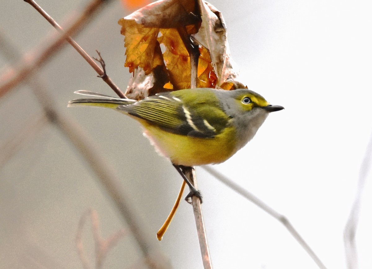 White-eyed Vireo - ML645672184