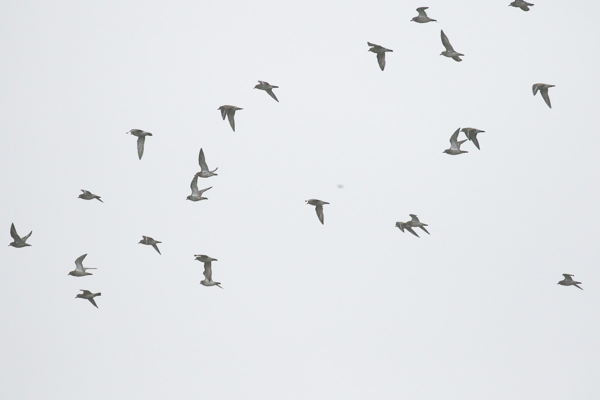 Сивка звичайна - ML645672188