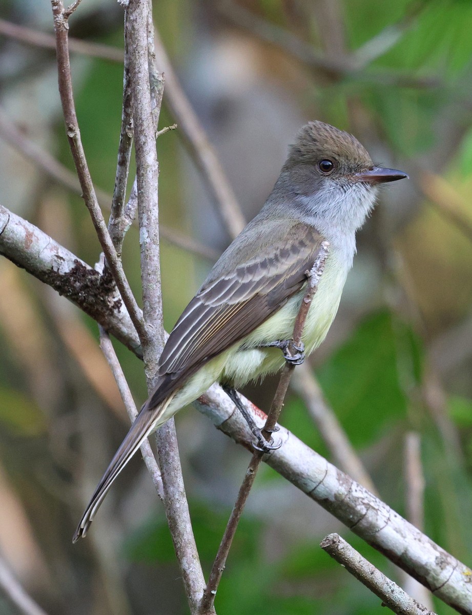 Swainson Sinekkapanı - ML645672190