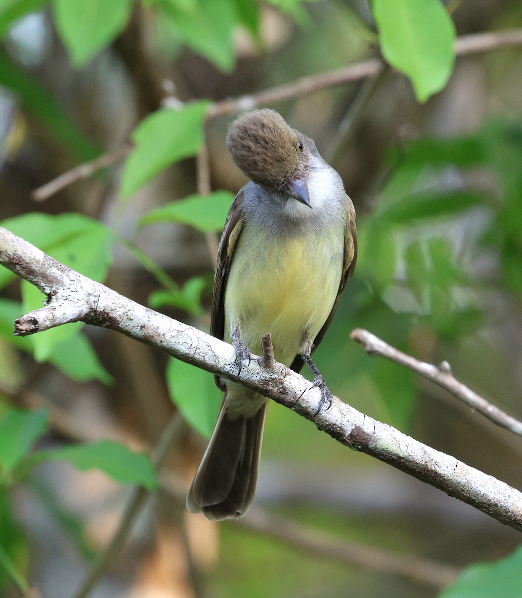 Swainson Sinekkapanı - ML645672192