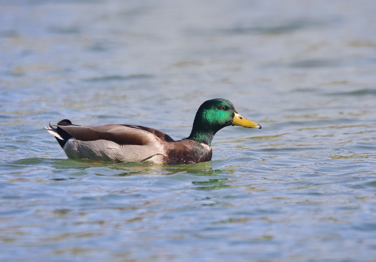 Mallard - ML645672193