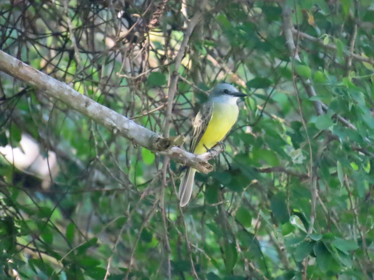 Tropical Kingbird - ML645672194