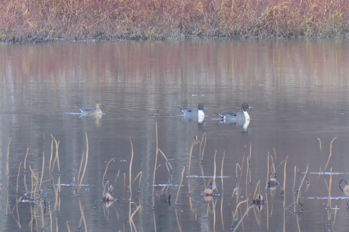 Northern Pintail - ML645672195