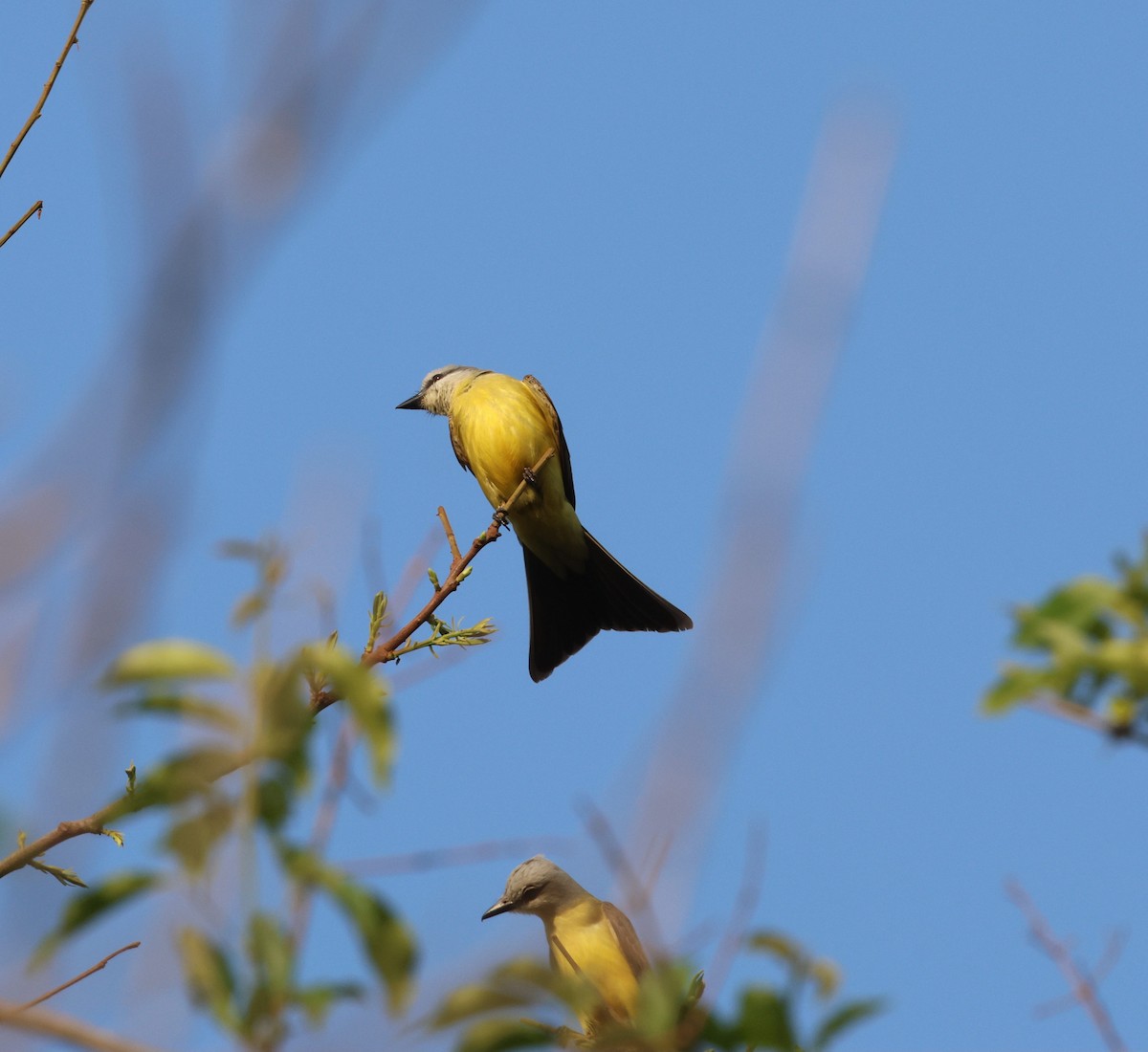 White-throated Kingbird - ML645672215
