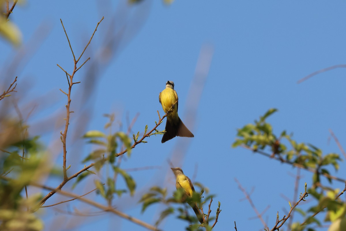 White-throated Kingbird - ML645672216