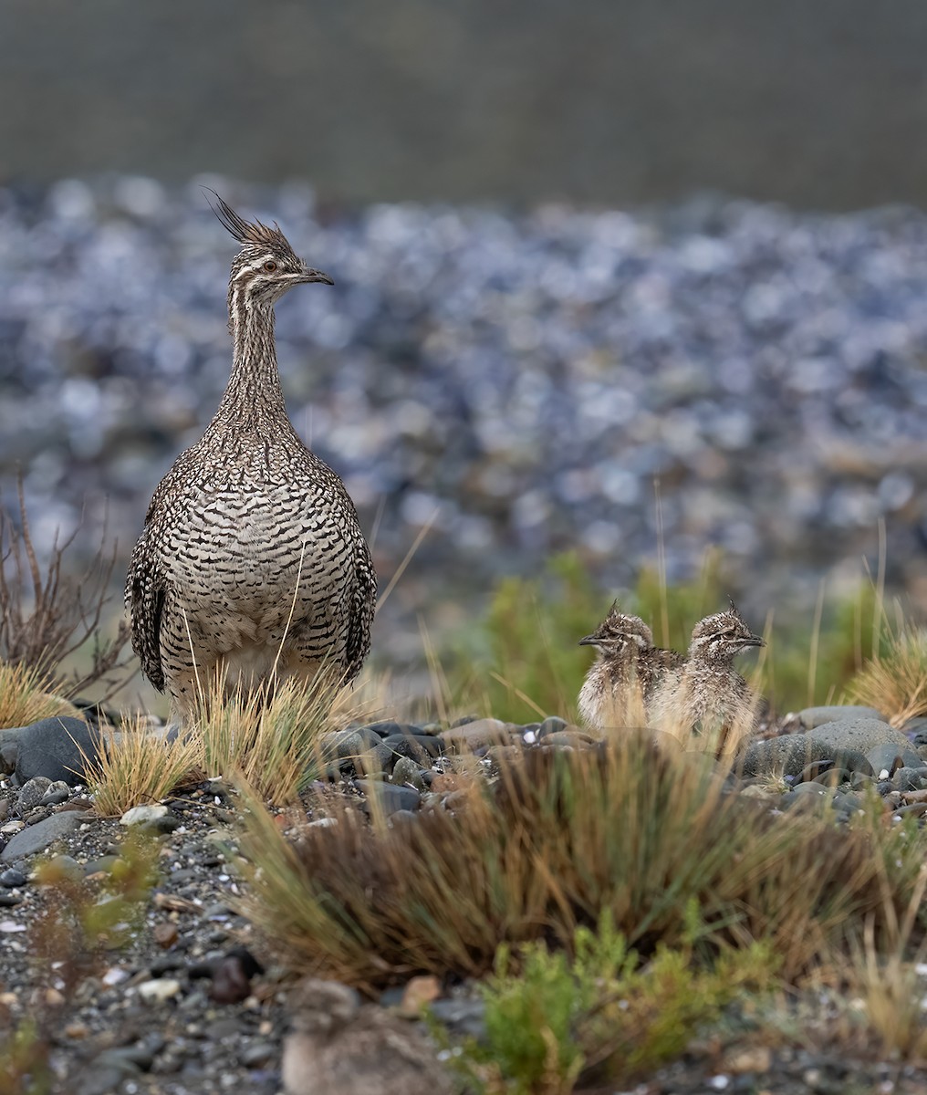 Elegant Crested-Tinamou - ML645672217