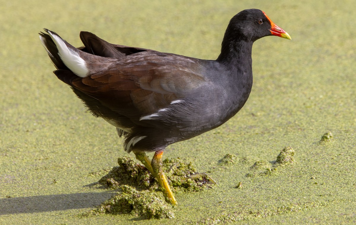 Gallinule d'Amérique - ML645672224