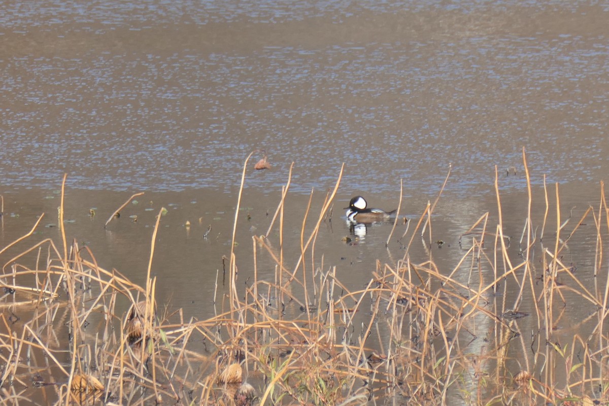 Hooded Merganser - ML645672225