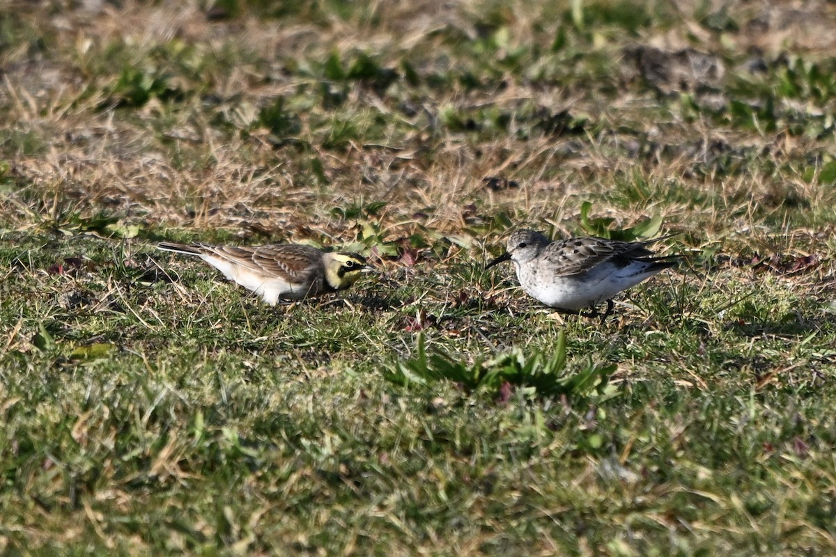 White-rumped Sandpiper - ML645672228