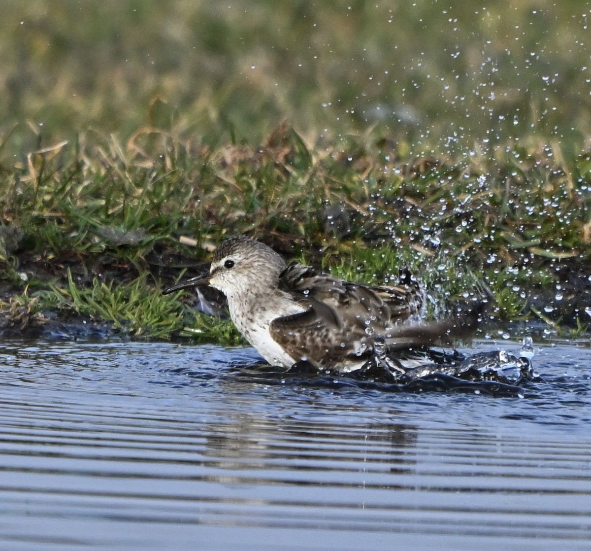 White-rumped Sandpiper - ML645672229
