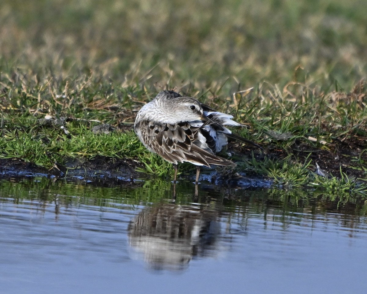 White-rumped Sandpiper - ML645672230