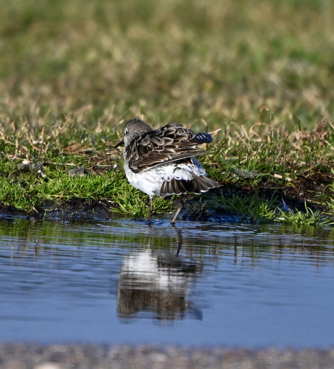White-rumped Sandpiper - ML645672231