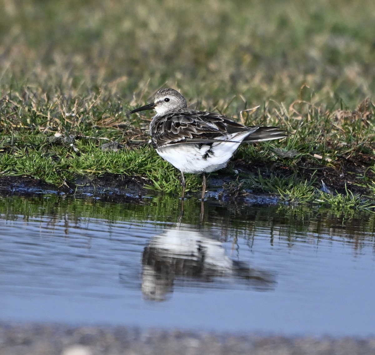 White-rumped Sandpiper - ML645672232