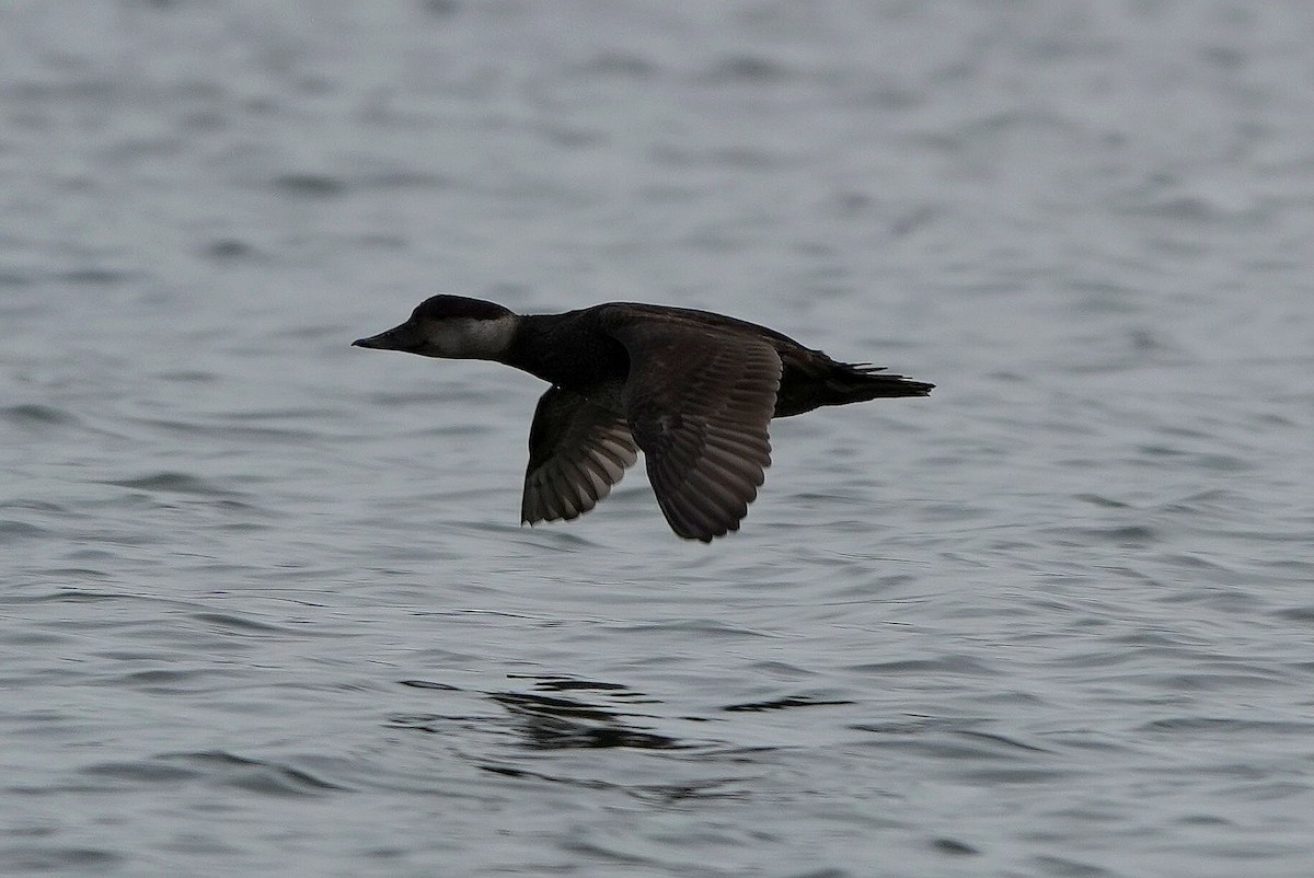 ヨーロッパクロガモ - ML645672242