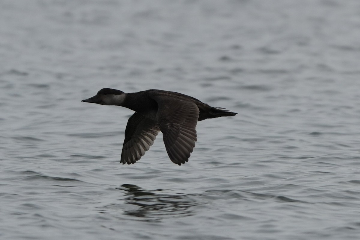 ヨーロッパクロガモ - ML645672243