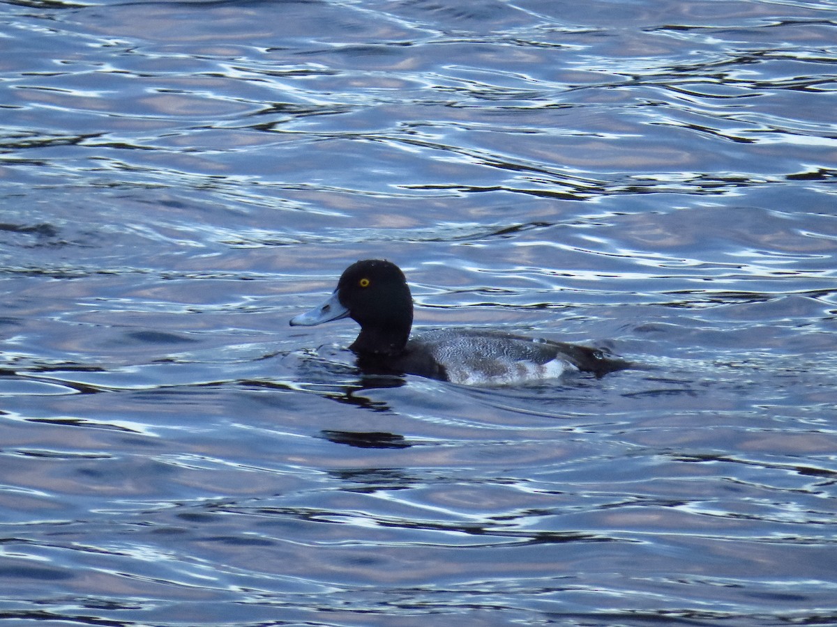 Lesser Scaup - ML645672244