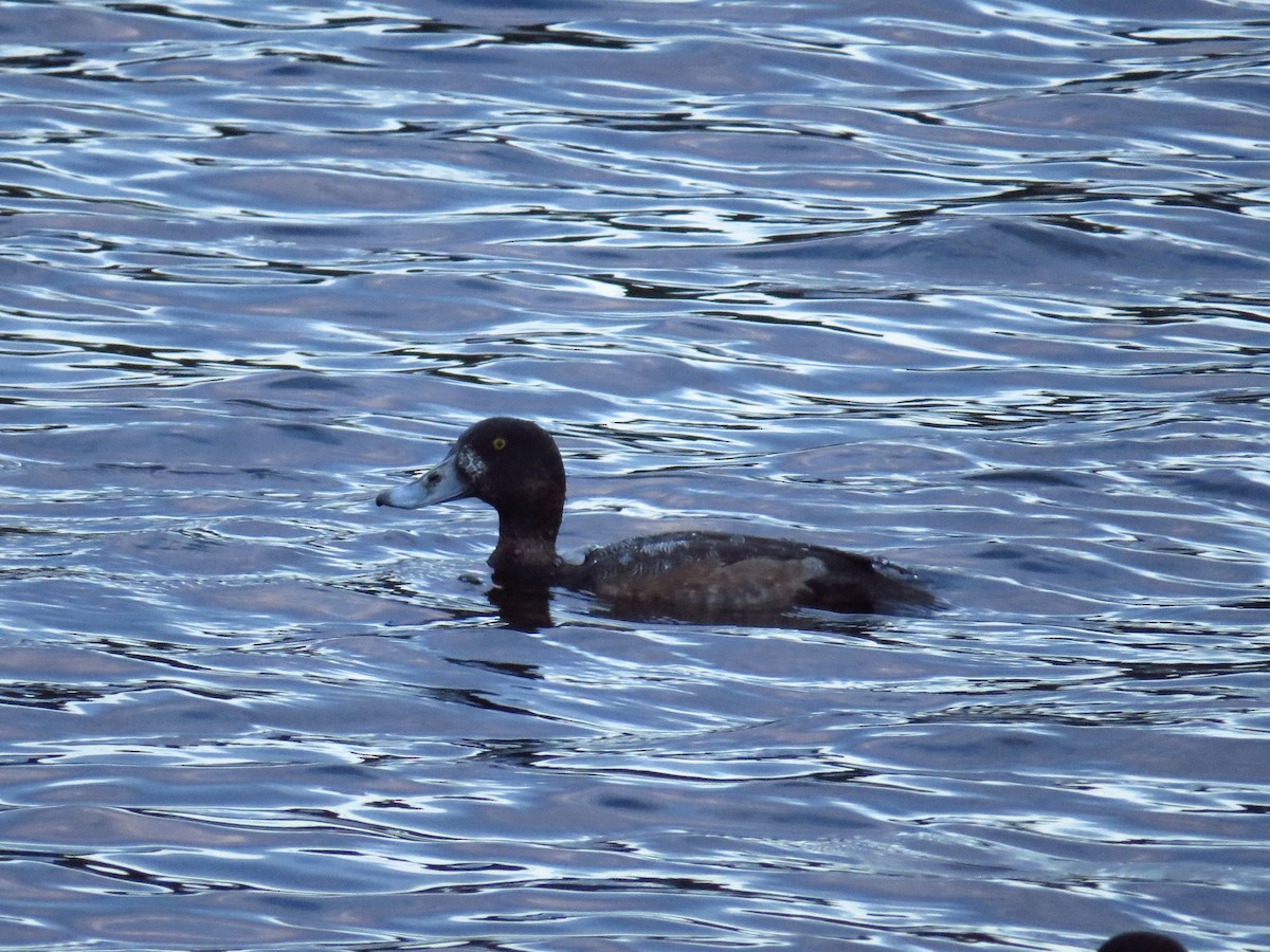 Lesser Scaup - ML645672246