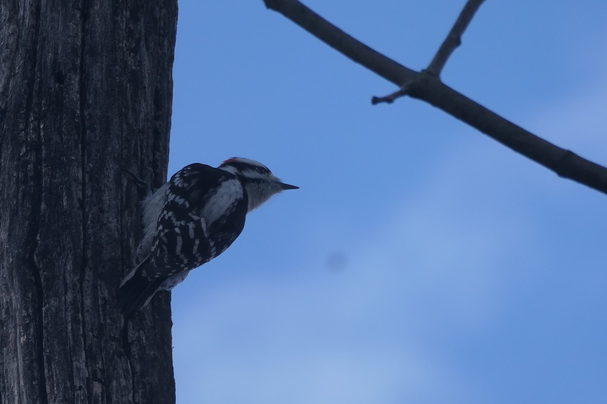 Downy Woodpecker - ML645672248