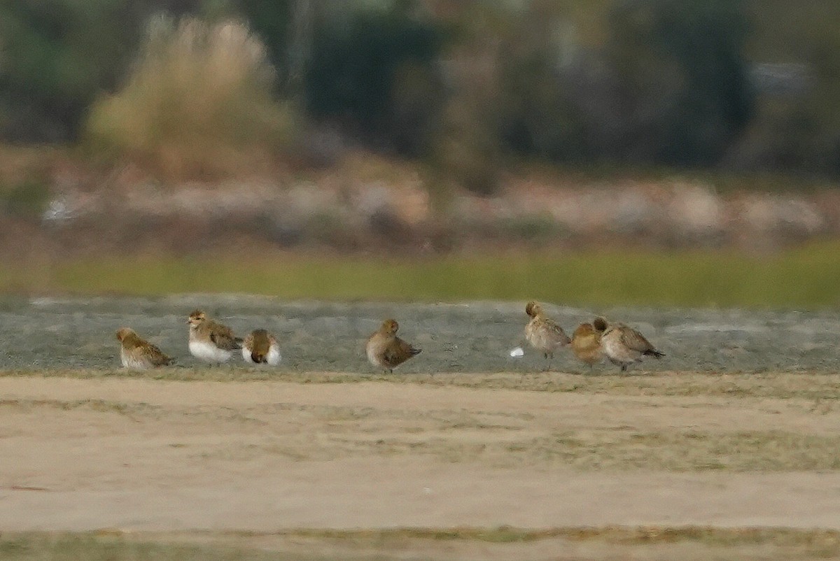 Сивка звичайна - ML645672250