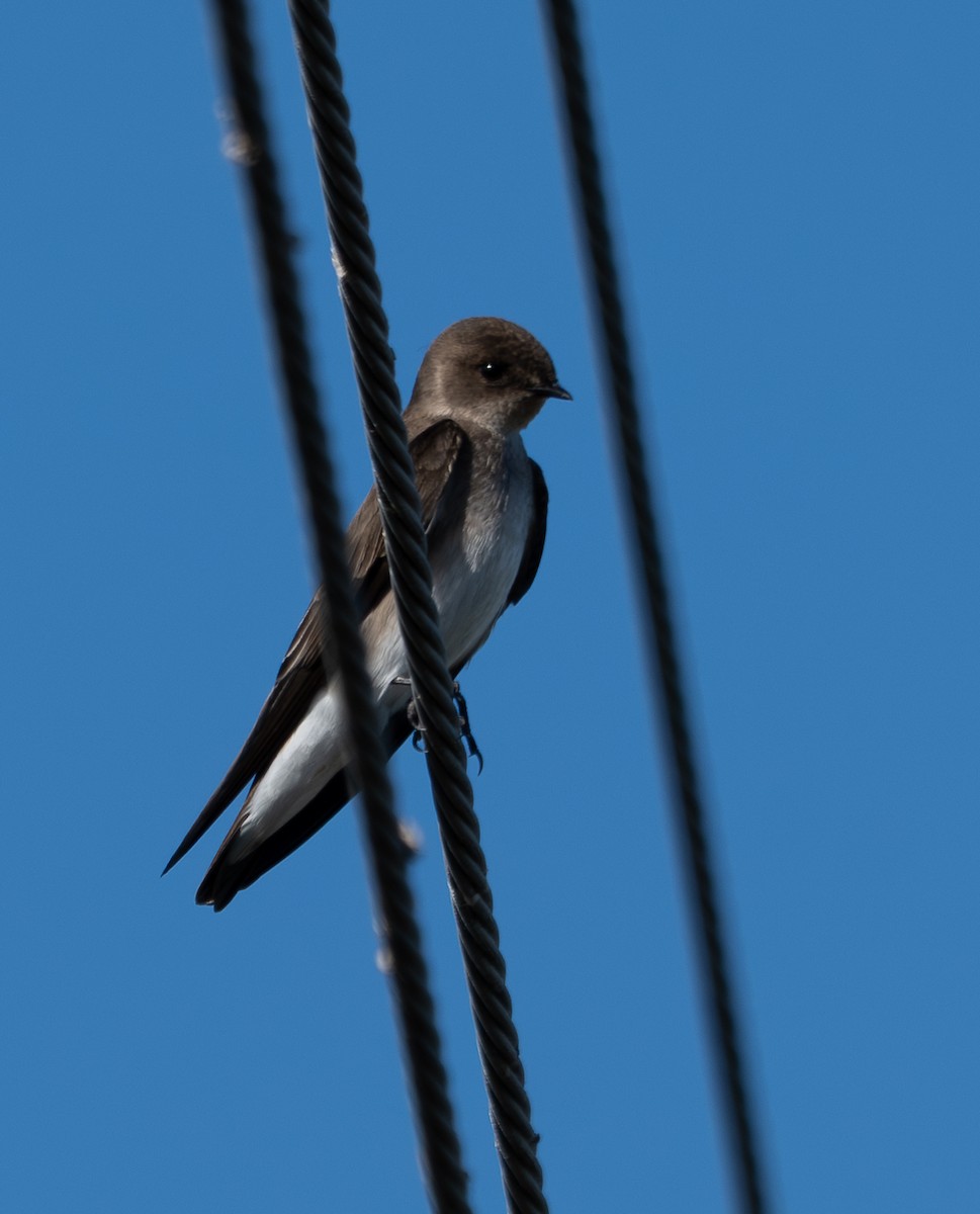 Northern Rough-winged Swallow - ML645672264