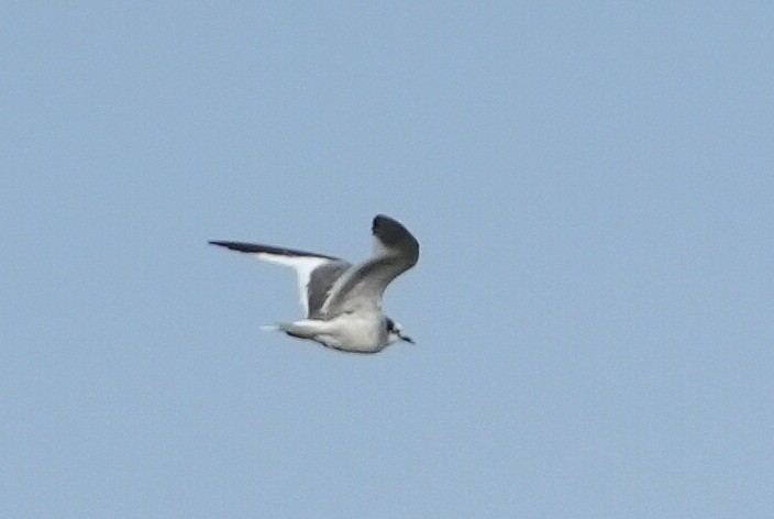 Sabine's Gull - ML645672265