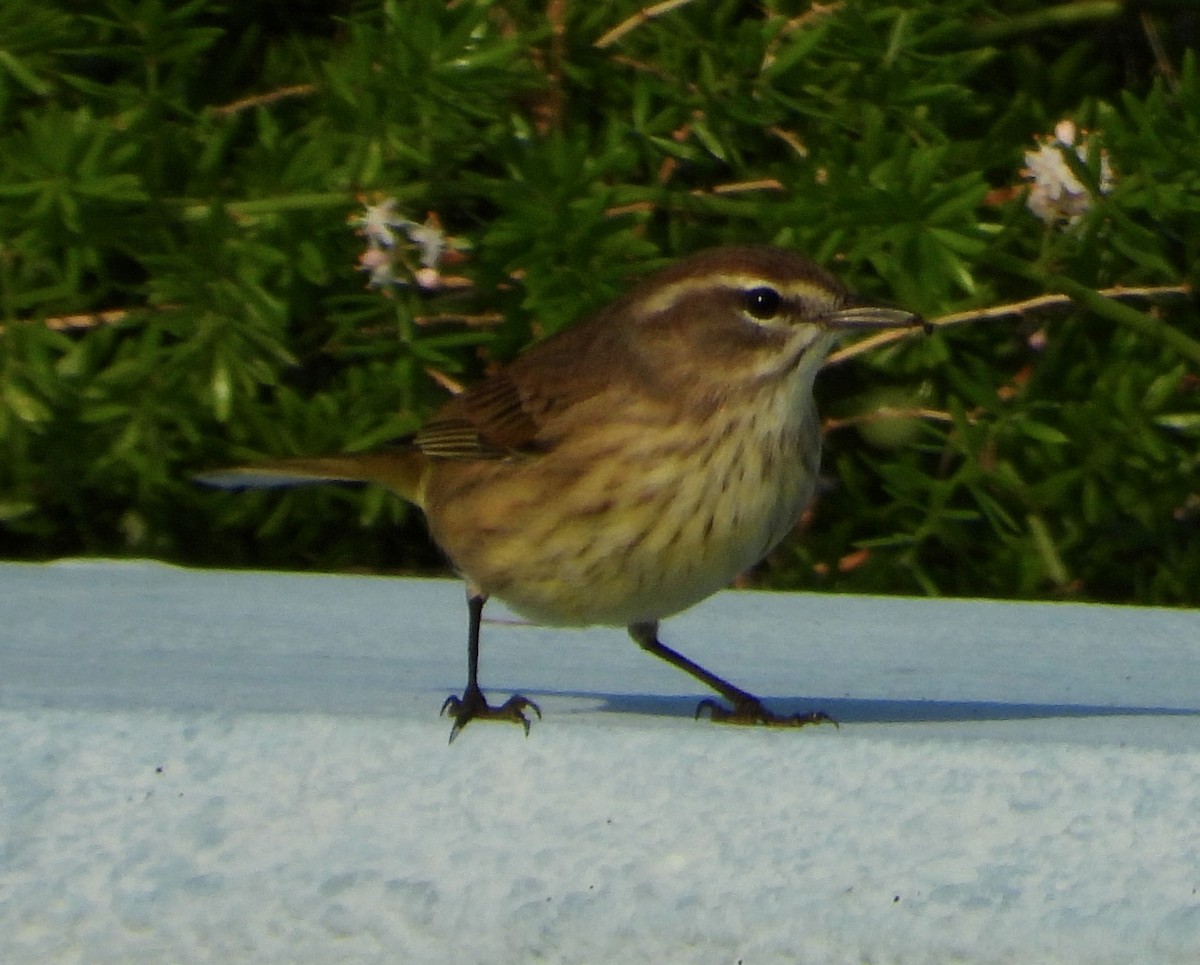 Palm Warbler (Western) - ML645672266