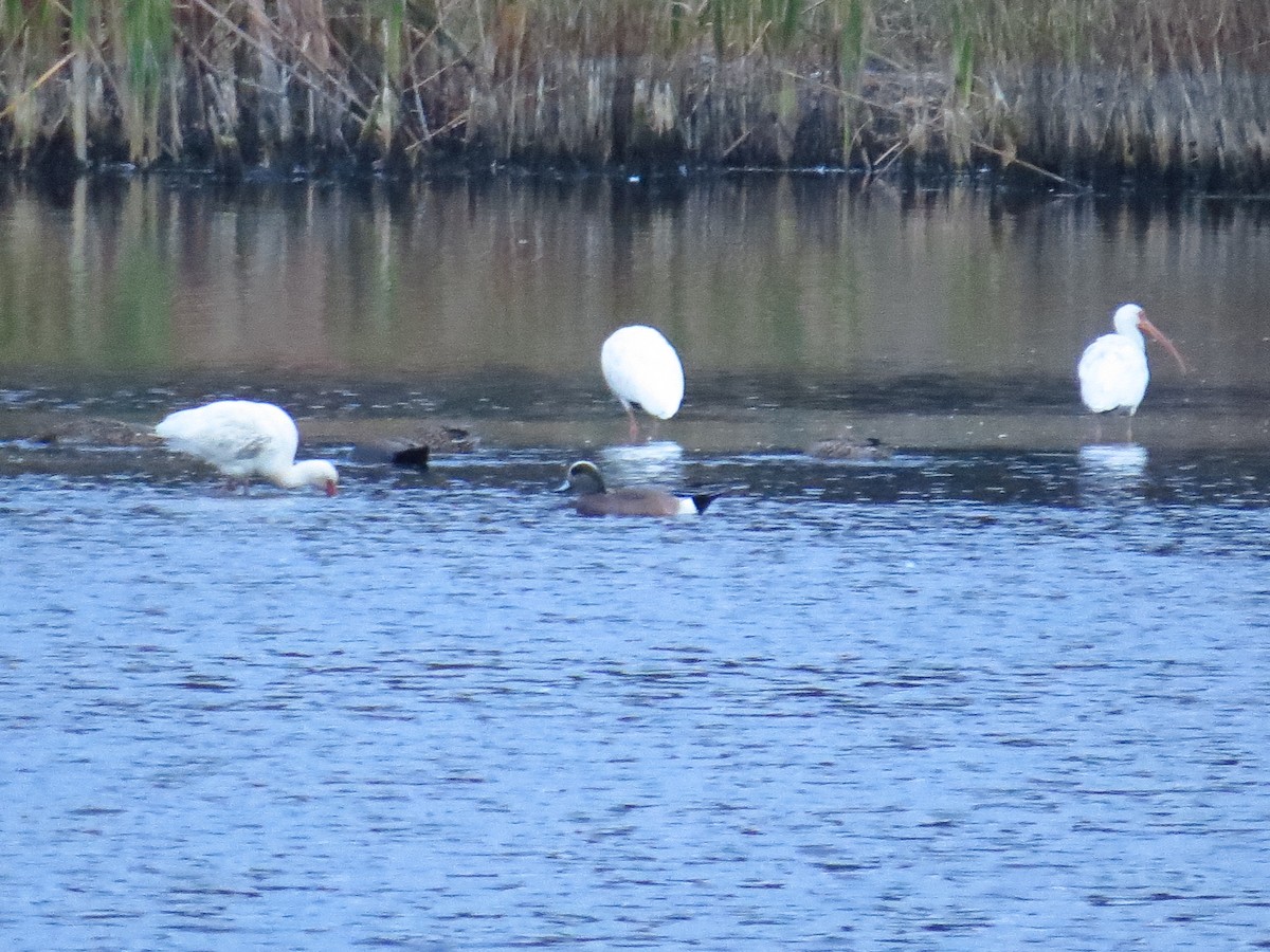 American Wigeon - ML645672267