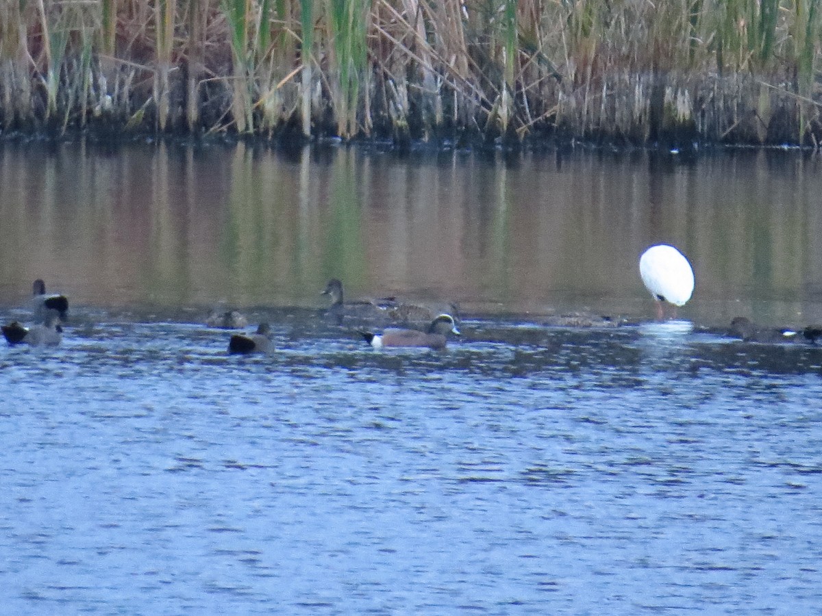 American Wigeon - ML645672268