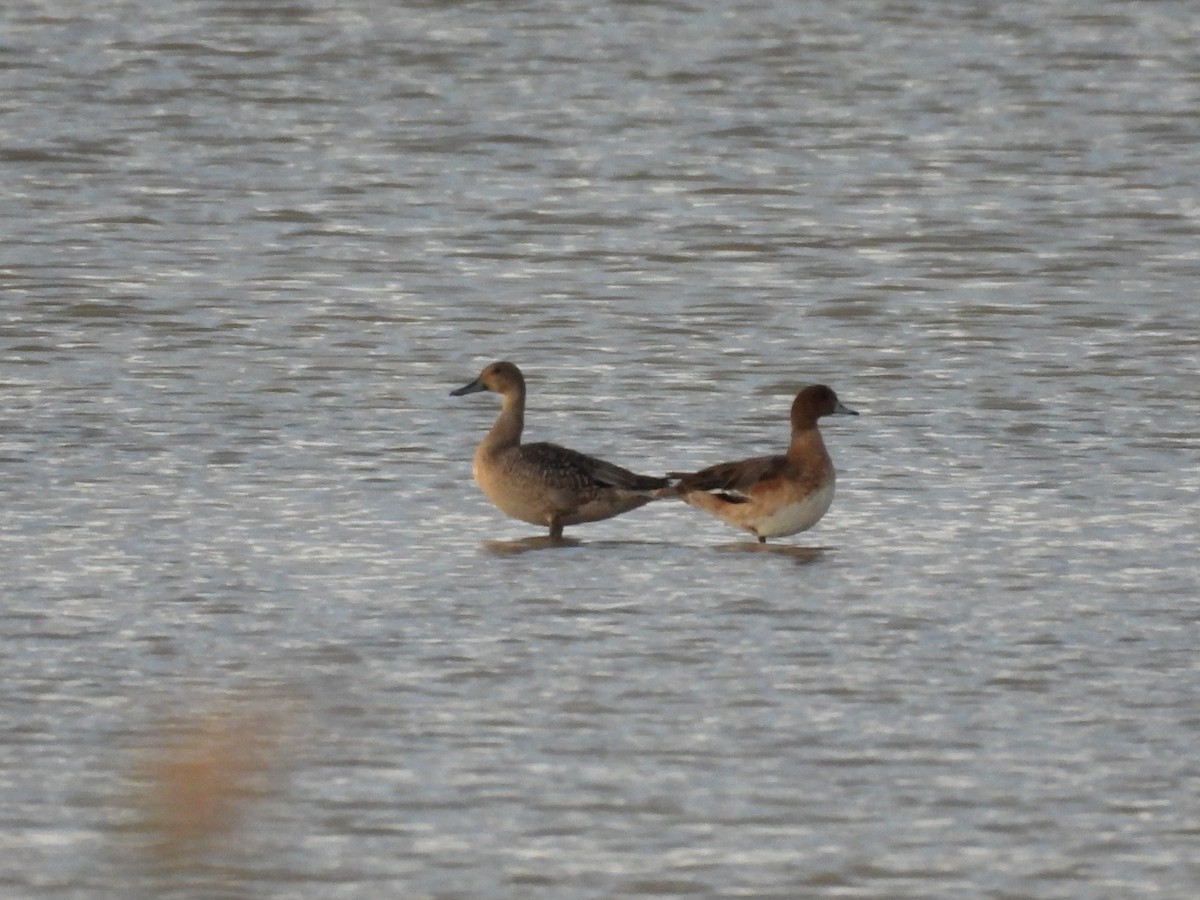 Eurasian Wigeon - ML645672269