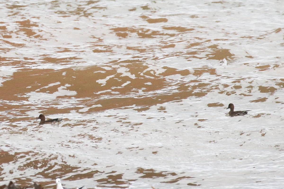 Eurasian Wigeon - ML645672272