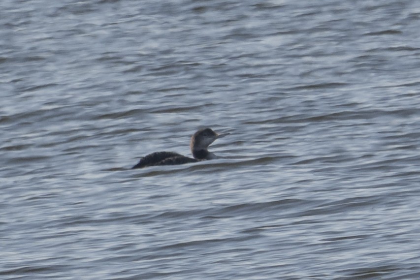Common Loon - ML645672276