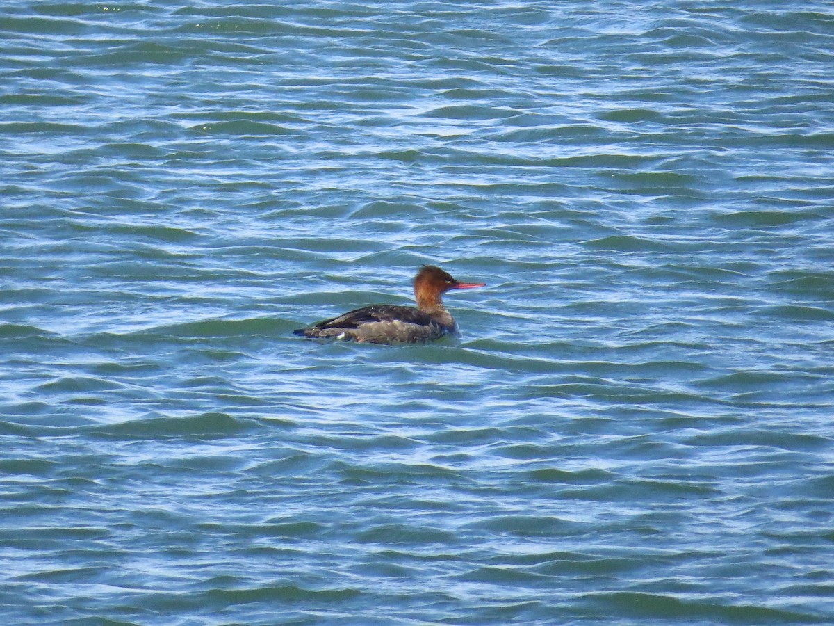 Red-breasted Merganser - ML645672279