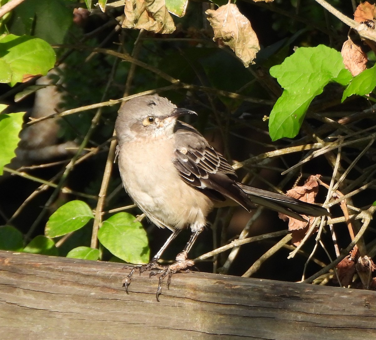 Northern Mockingbird - ML645672282