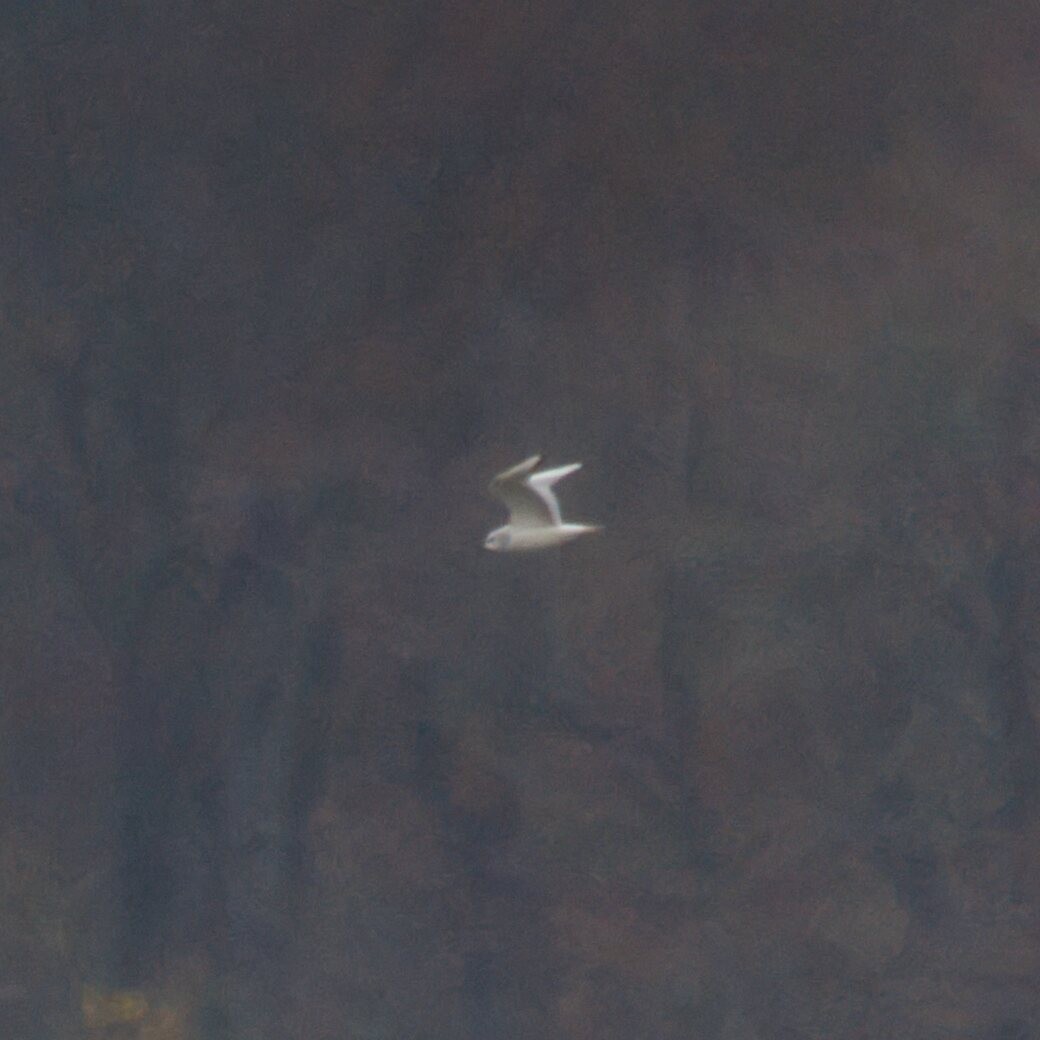 Bonaparte's Gull - ML645672288