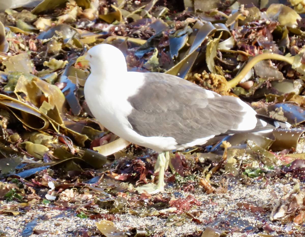 Kelp Gull - ML645672289