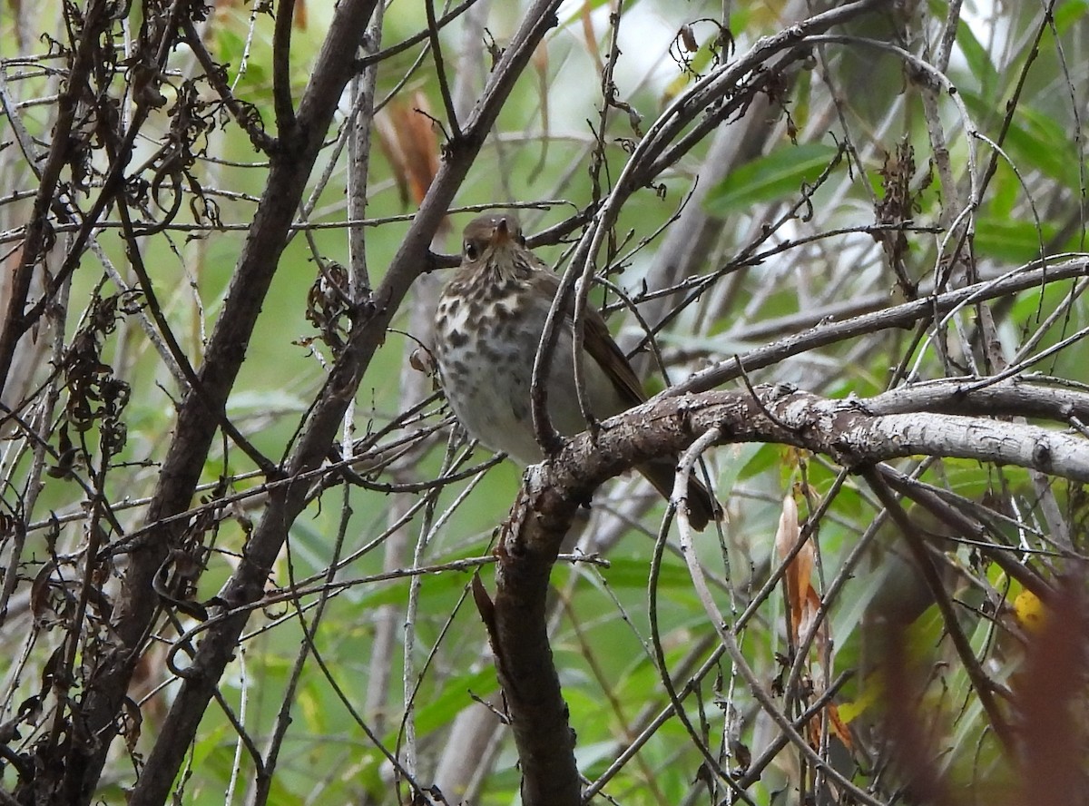 Hermit Thrush - ML645672290