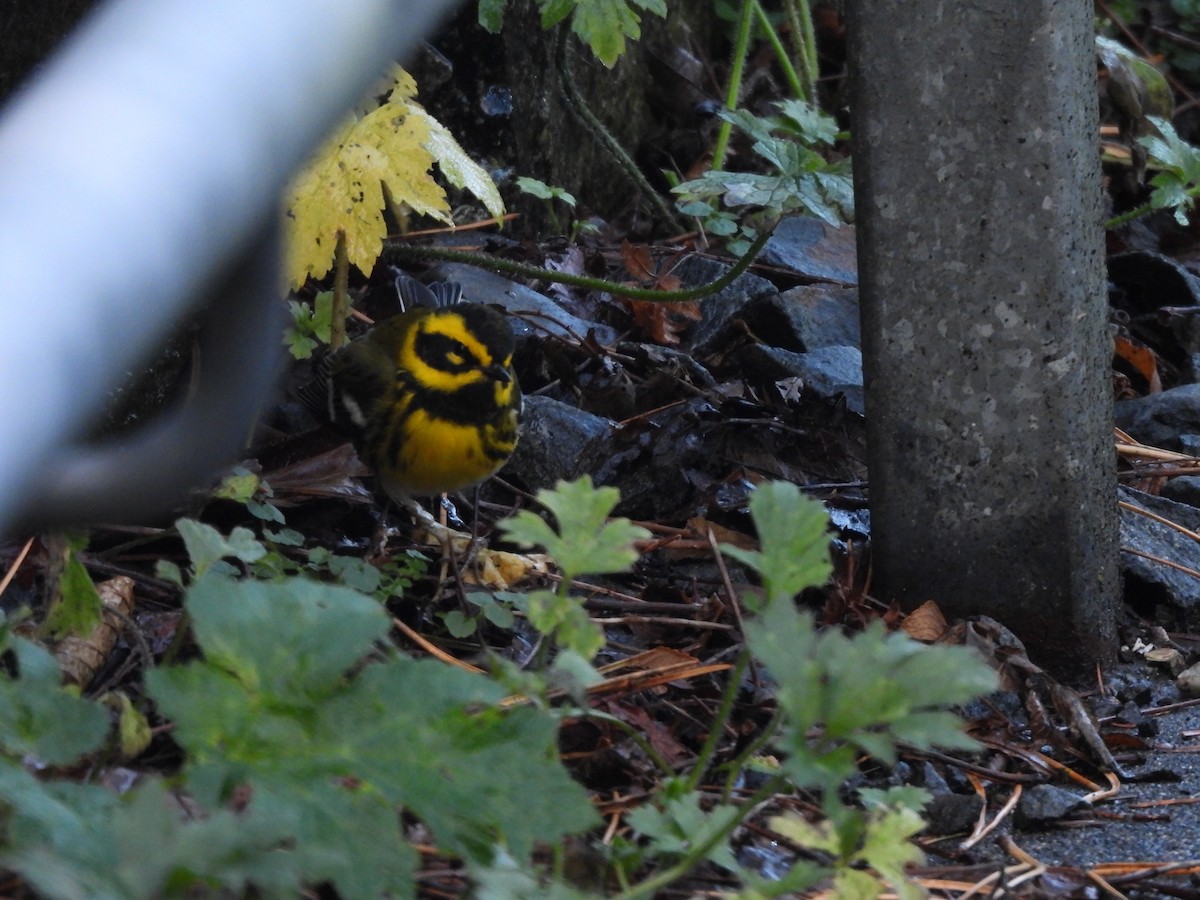 Townsend's Warbler - ML645672291