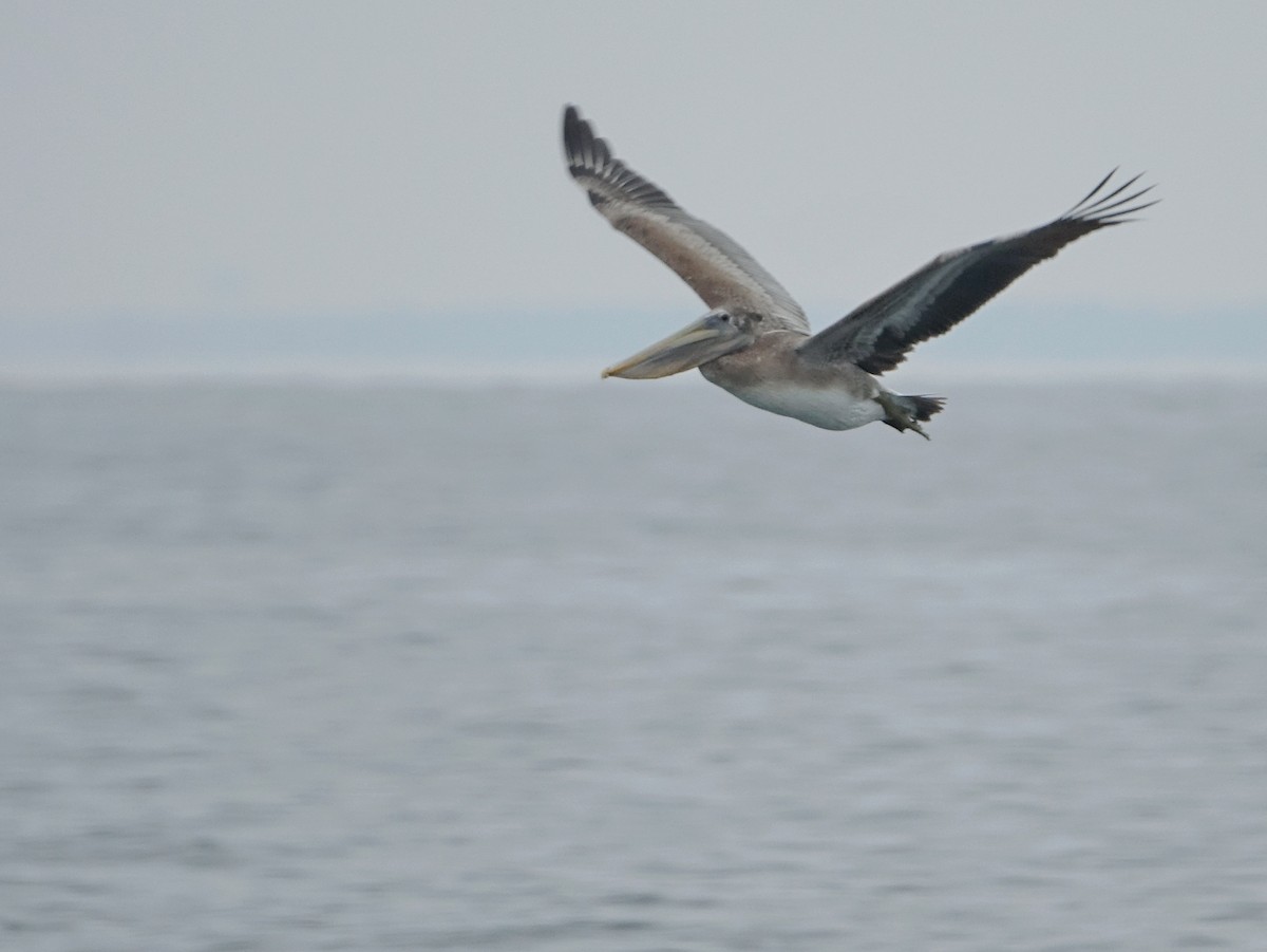 Brown Pelican - ML645672293