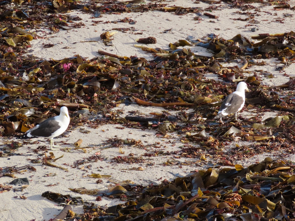 Kelp Gull - ML645672294