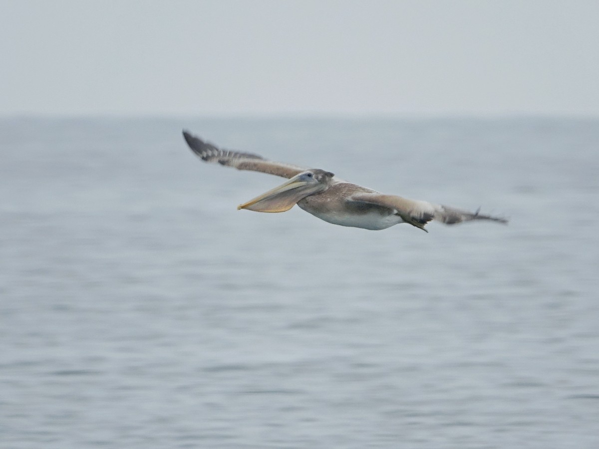 Brown Pelican - ML645672295