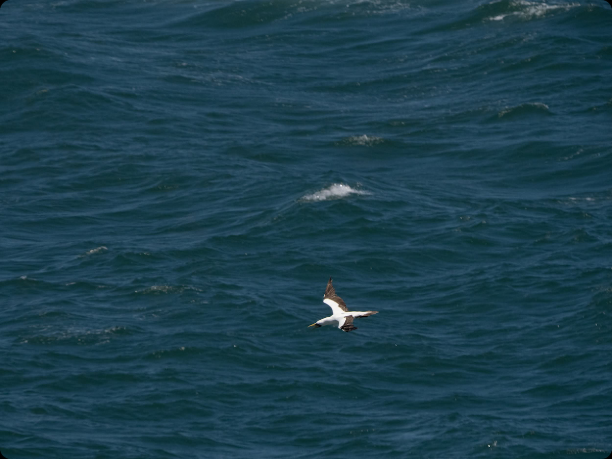 Masked Booby - ML645672297