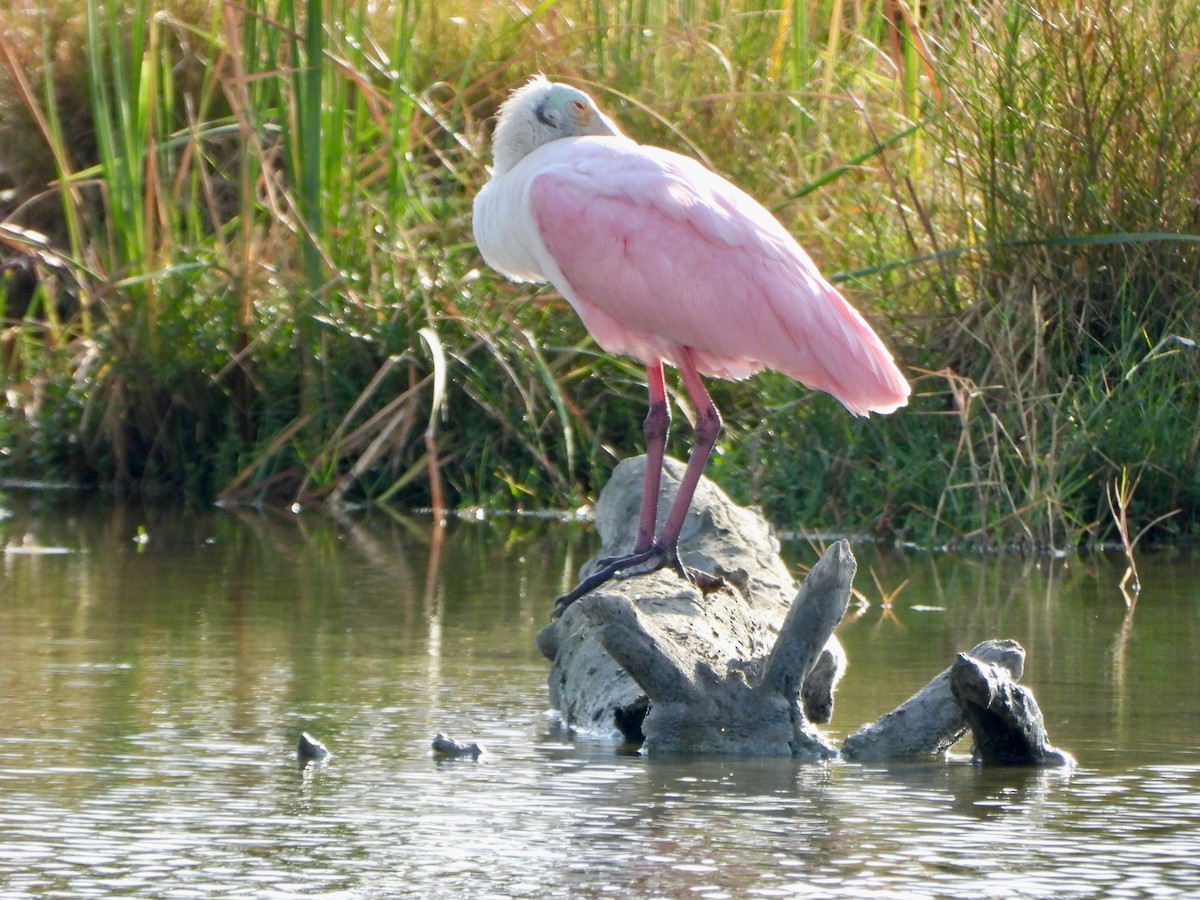 Roseate Spoonbill - ML645672303